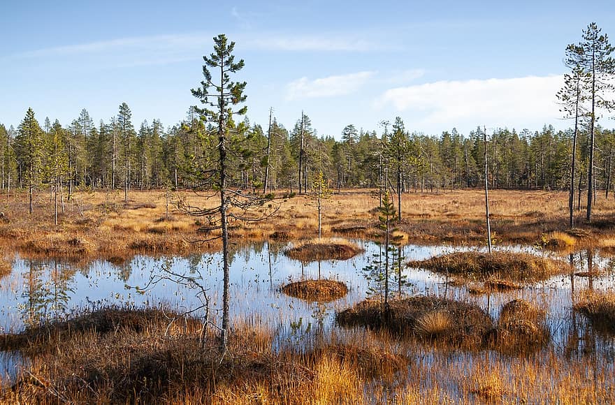 沼地、松、木材、喧嘩、水、秋、ラップランド、フィンランド、自然