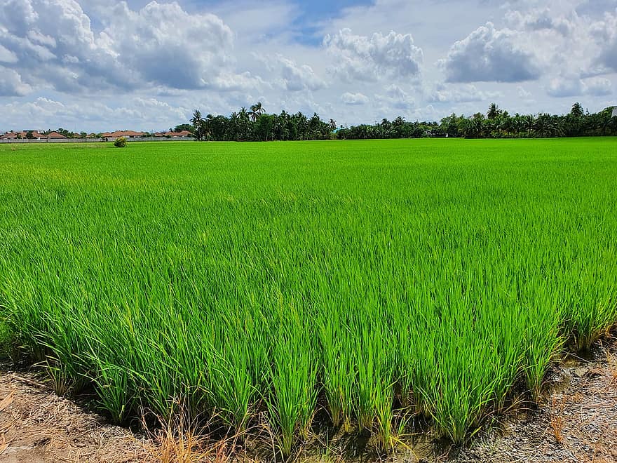 Reisfeld, Landwirtschaft, Landschaft, Thailand, Asien, Natur, Gras, ländliche Szene, Wiese, Bauernhof, grüne Farbe