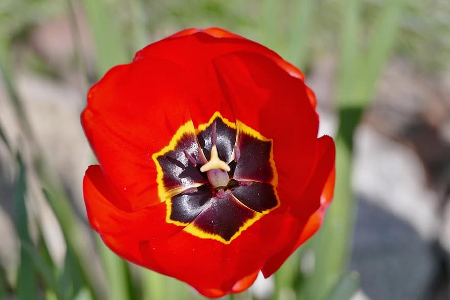 tulipán, virág, virágzás, virágzik, közelkép, növény, nyári, virágfej, virágszirom, zöld szín, levél növényen