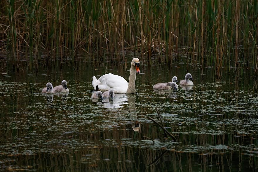 Swans, Cygnets, Lake, Chicks, Young Swans, Birds, Waterfowls, Water Birds, Aquatic Birds, Animals, Feathers