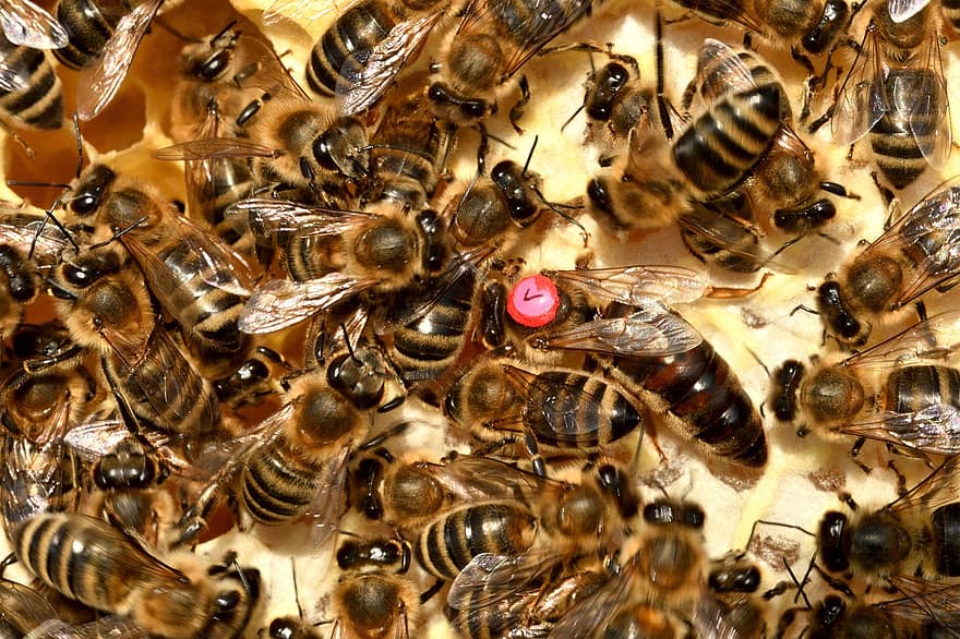 mehiläinen, kuningatar, hyönteinen, hunajamehiläinen, hunaja, mehiläishoitaja, mehiläishoidon, luonto