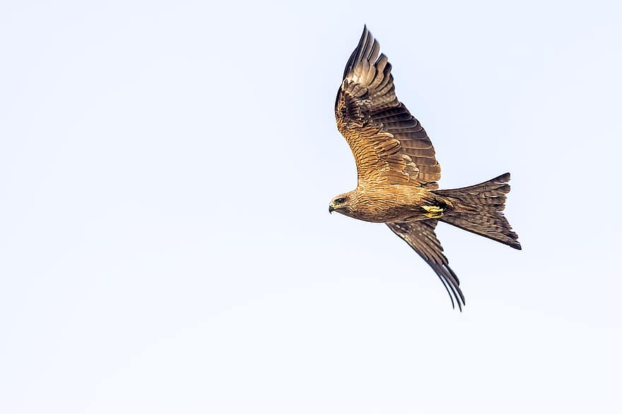 águila, pájaro, Águila dorada, pájaro volando, alas, plumas, plumaje, aviar, ave de rapiña, halcón, animales en la naturaleza