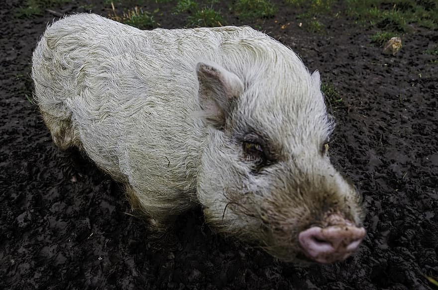 동물, 돼지, 가축, 포유 동물, 종, 농장, 농업, 국내 돼지, 새끼 돼지, 농촌 풍경, 돼지 고기