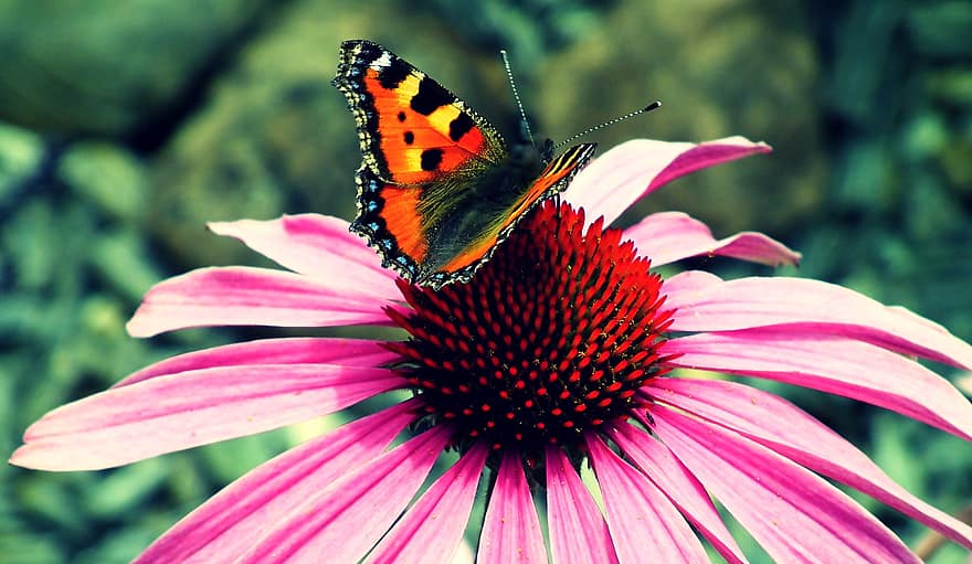 Малка пеперуда с костенурка, пеперуда, цвете, пурпурен конус, крила, насекомо, опрашване, растение, градина, природа, лято