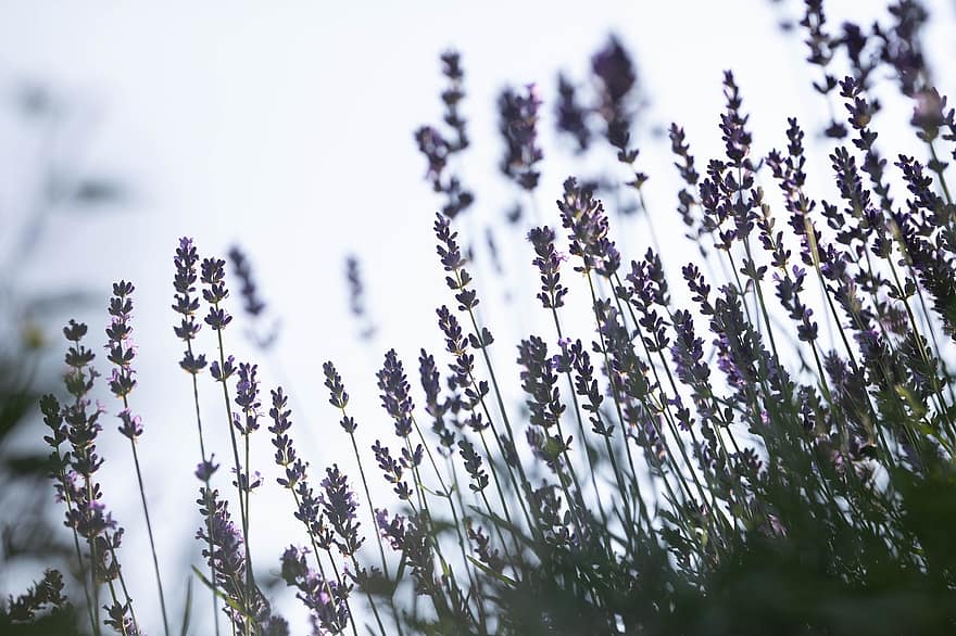 lavender, merapatkan, alam, di luar rumah, menanam, bunga, ungu, musim panas, herba, kesegaran, biru