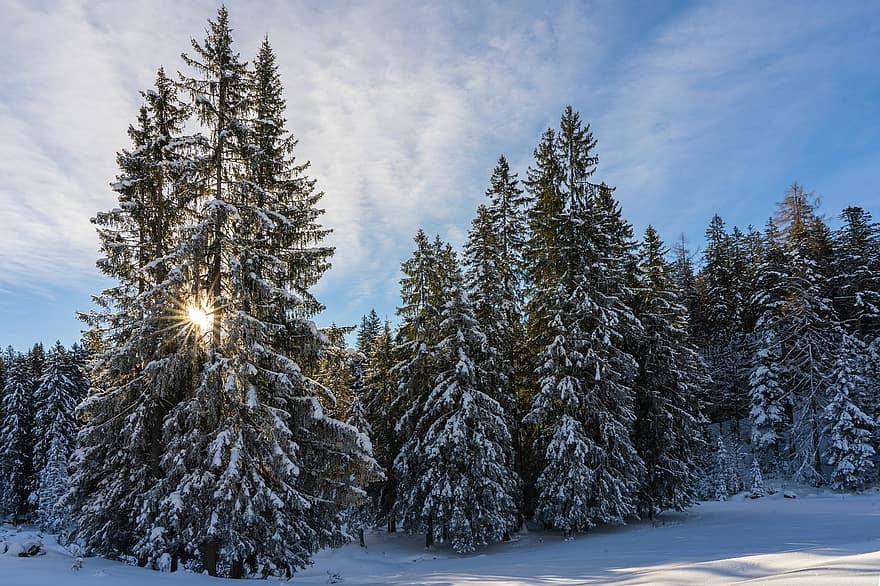 vinter-, natur, träd, säsong, utomhus, skog, vildmark, snö, Granar, vinterlandskap, vintrig