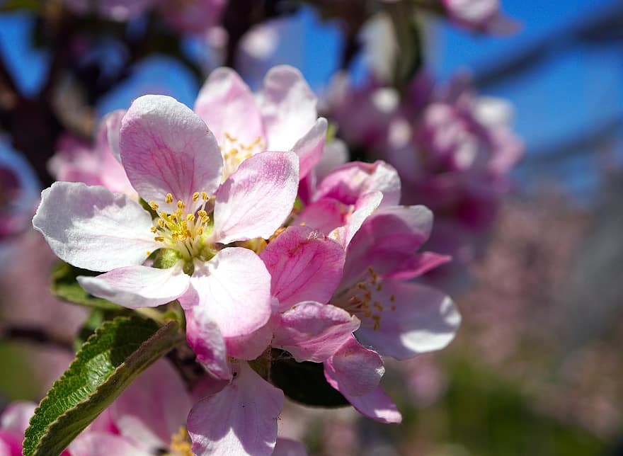 manzana, las flores, rama, flor de manzana, Flores rosadas, pétalos, floración, árbol de manzana, árbol, primavera, naturaleza