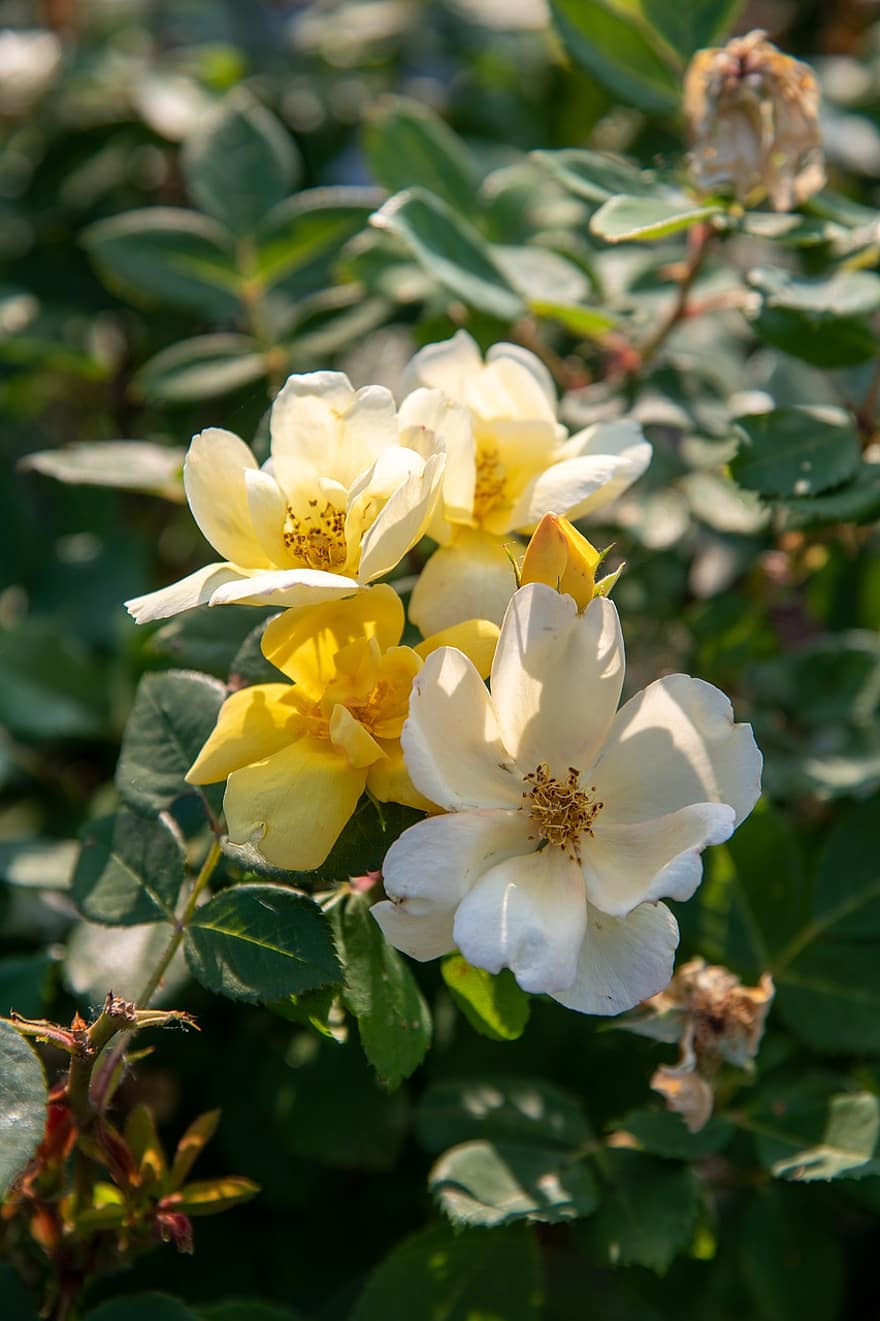 Yellow Flower, White Flower, Vertical, Flowers, Yellow, White, Nature, Plant, Sun, Saint Charles, Missouri