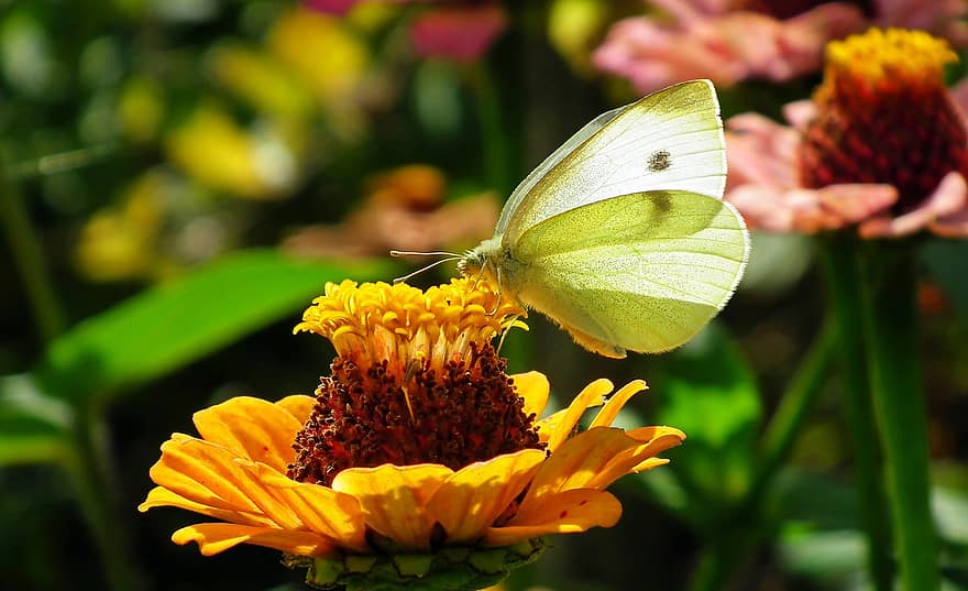 kupu-kupu, serangga, bunga-bunga, bielinek, sayap, penuh warna, taman