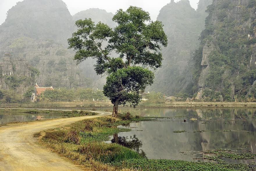 Hoa-lu, viet nam, meer, pad, geïsoleerde boom, mist, nevelig, spoor, water, veld-, landschap