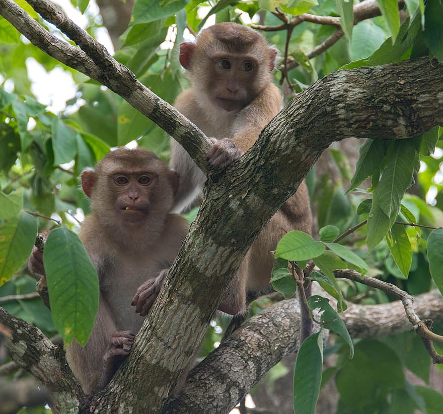 Macaco coda di maiale, giungla, Scimmie giovanili, natura, animali, macaco, mammiferi, foresta, scimmia, primate, animali allo stato selvatico
