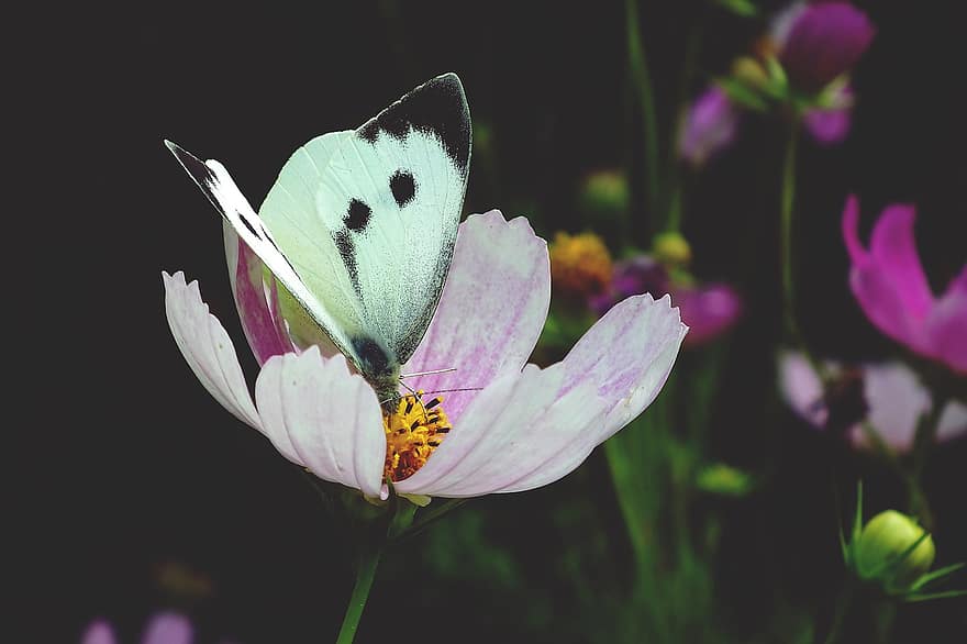 mariposa blanca de col, mariposa, flor, cosmos, insecto, alas, planta, jardín, naturaleza, verano