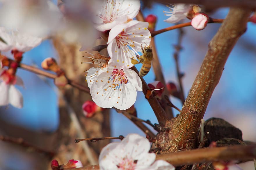 kirsikankukkia, kukat, mehiläinen, hunajamehiläinen, ötökät, eläimet, pölytys, Yleinen suuntaus, valkoiset kukat, puu, kevät