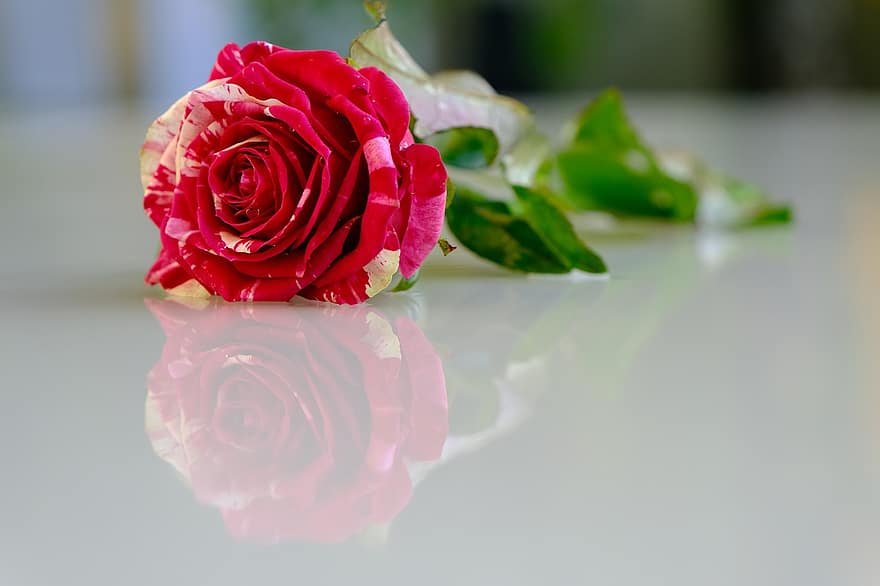 bông hoa, Hoa hồng, cánh hoa, yêu và quý, sắc đẹp, vẻ đẹp, giọt, lãng mạn