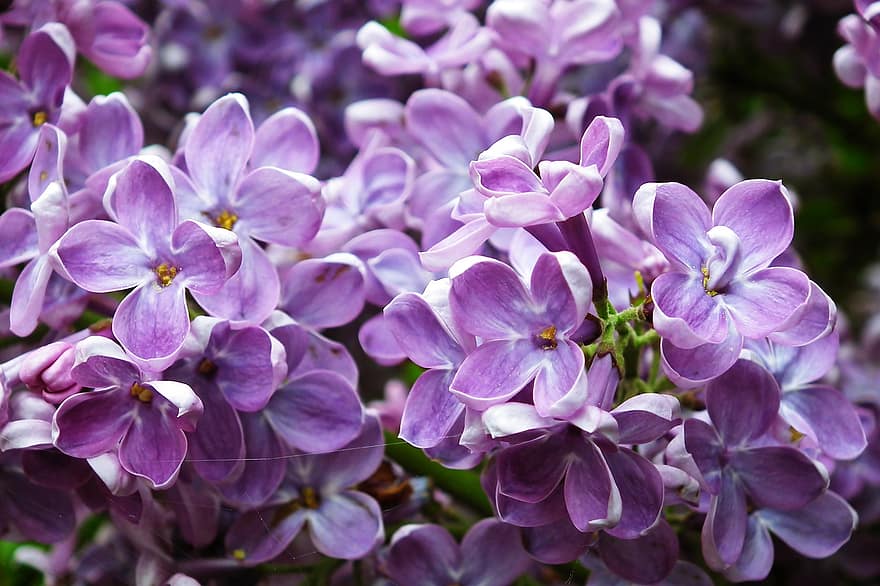 Lilacs, Purple, Flowers, Petals, Purple Flowers, Purple Petals, Floriculture, Horticulture, Botany, Plants, Flowering Plants