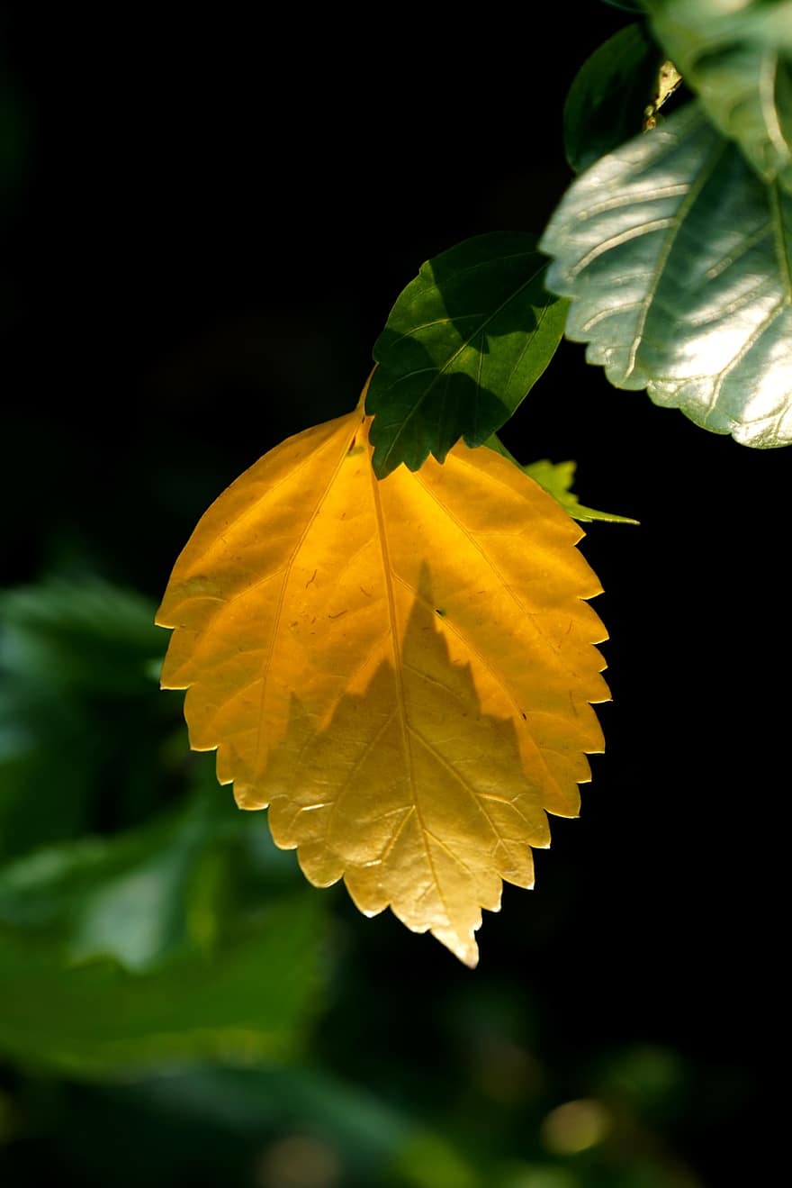hoja amarilla, otoño, follaje, naturaleza
