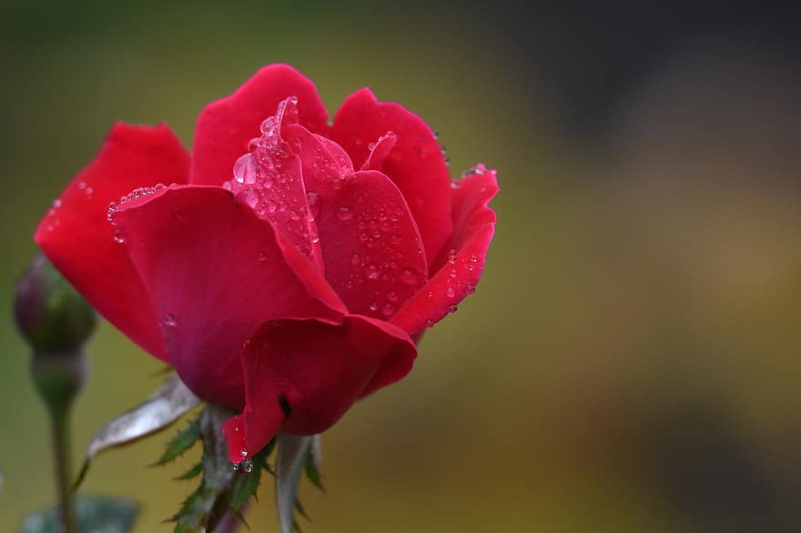 ローズ、朝露、庭園、露、液滴、濡れている、湿っている、赤いバラ、赤い花、花、開花植物