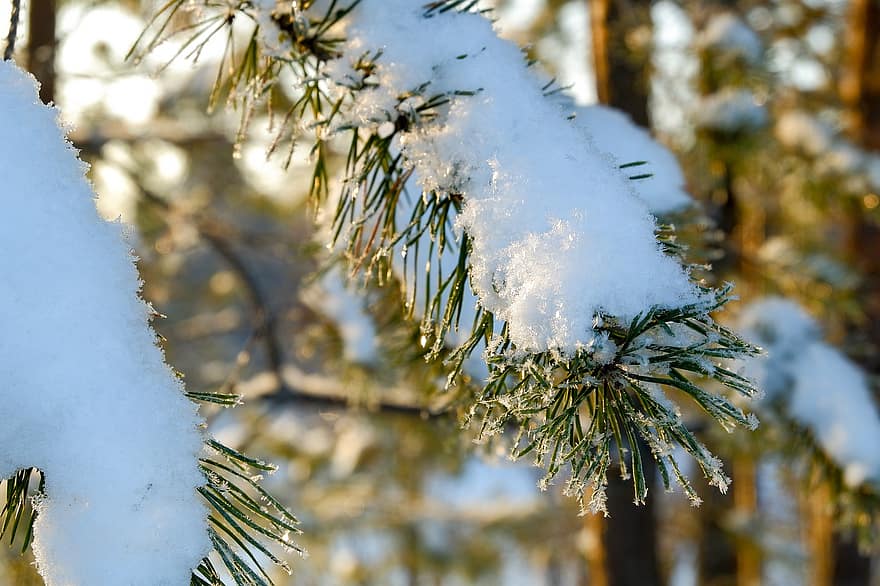 pijnboom, tak, sneeuw, naalden, vorst, winter, koude, bladeren, naaldboom, boom, natuur