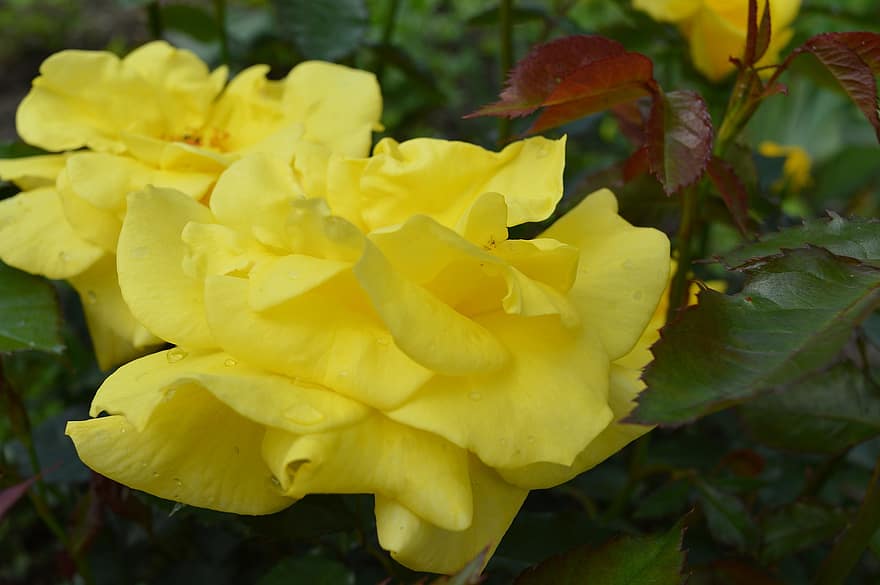 Rose, Flower, Bouquet, Nature, Garden, Fragrance, Yellow