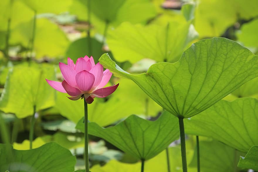 kwiat lotosu, Lilia wodna, liście lotosu, staw, jezioro, rośliny wodne, kwiat, kwitnąć, różowy kwiat