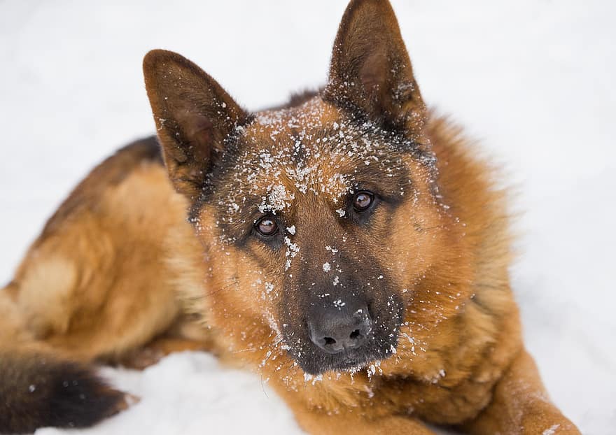 német juhász, kutya, hó, fej, házi kedvenc, állat, hazai kutya, tépőfog, emlős, téli, portré