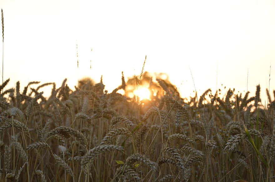 сонячне сяйво, посіви пшениці, ферми, зерна, літо, крупи, світло, пшениця, поле, трави, пшеничне поле