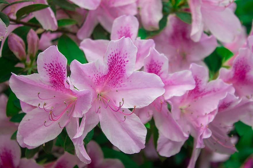 azalea, bunga-bunga, bunga-bunga merah muda, taman, kelopak, kelopak merah muda, berkembang, mekar, flora, tanaman, alam