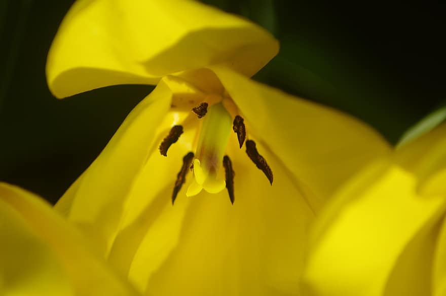 tulipán, květ, rostlina, žlutý Tulipán, okvětní lístky, tyčinka, flóra, Příroda, detailní, ráno