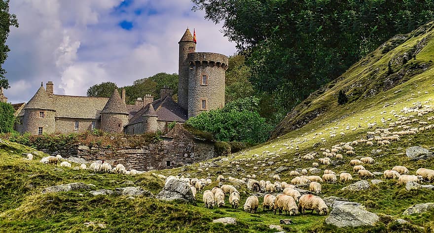 castillo, naturaleza, histórico, viaje, exploración, torre, mazmorra, animales, pasto, oveja, manada
