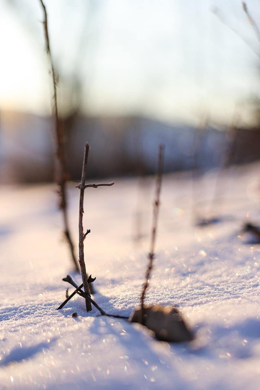 Winter, Schnee, Boden, Jahreszeit, Frost, Baum, Eis, Nahansicht, Ast, Wald, Sonnenlicht