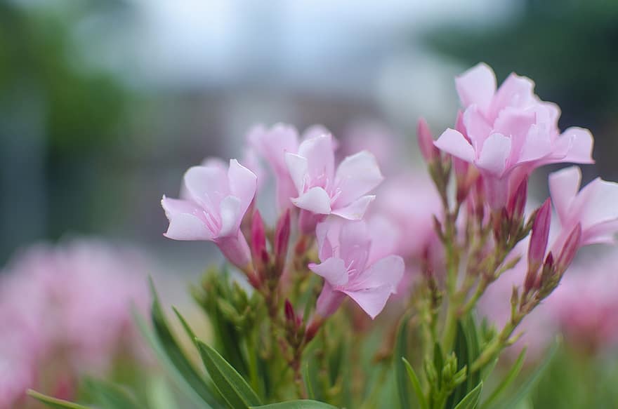 Orleanders, kukat, pieniä kukkia, vaaleanpunaiset kukat, terälehdet, vaaleanpunaiset terälehdet, kukka, kasvisto, luonto, kukinta