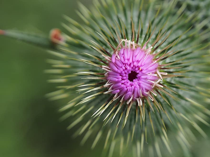 Distel, lila Blume, neuer Wald, Hampshire, Sommer-, Vereinigtes Königreich, Natur, Spikes