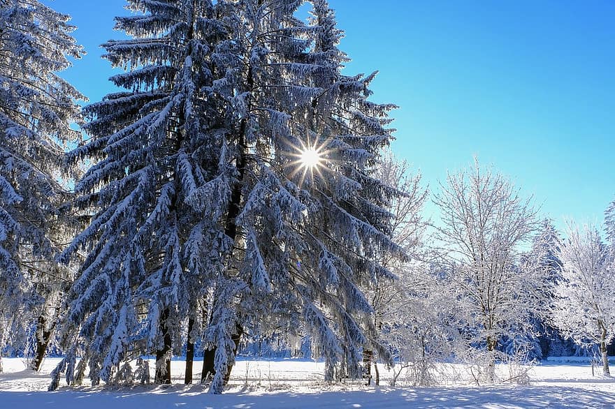 zimowy, las, promień słońca, śnieg, krajobraz, drzewa, zimowy krajobraz, drzewo, pora roku, niebieski, mróz