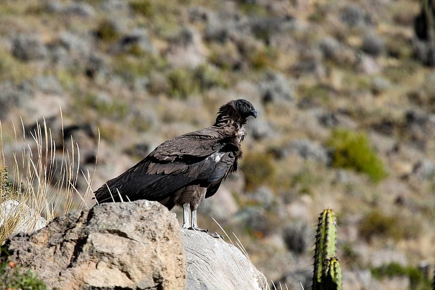 Condor, Bird, Perched, Animal, Feathers, Plumage, Beak, Bill, Bird Watching, Ornithology, Animal World