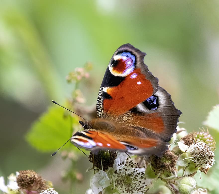 Павлин-бабочка, крылья