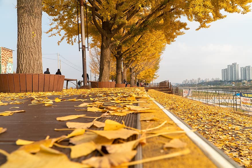 Autumn, Ginkgo, Nature, Korea, Leaves, Season, Fall