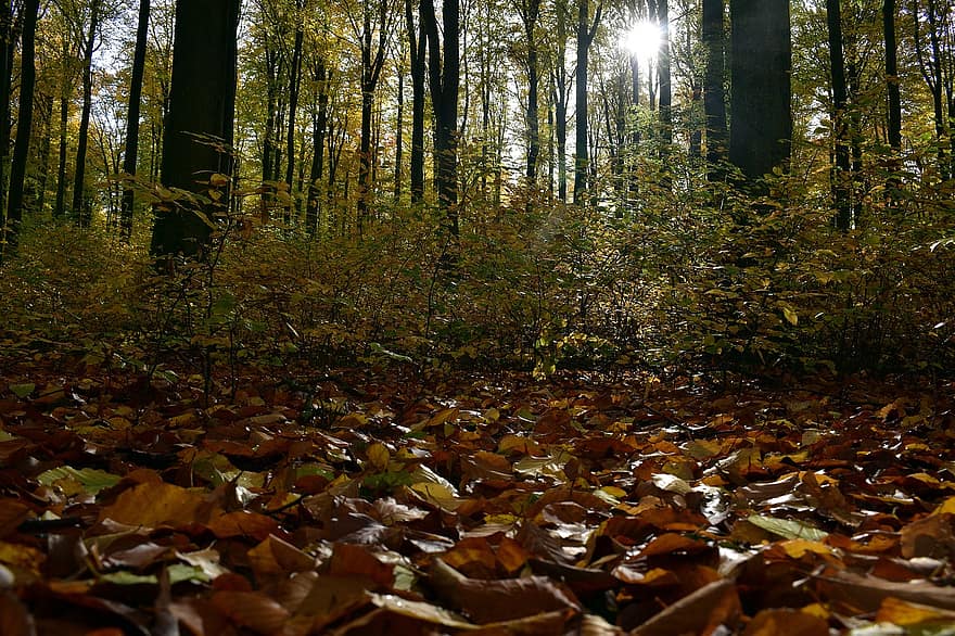 les, Příroda, podzim, listy, stromy, buk, rostlin, krajina, slunečního světla