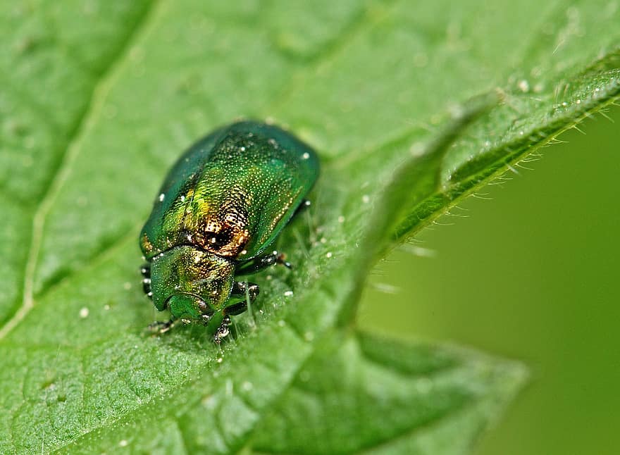kumbang, serangga, daun, kumbang hijau, berkilau, hewan, menanam, alam