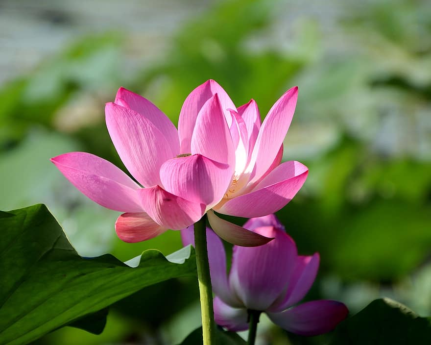 Lotus, Blume, Lotus Blume, pinke Blume, Blütenblätter, rosa Blütenblätter, blühen, Wasserpflanze, Flora, Blatt, Pflanze