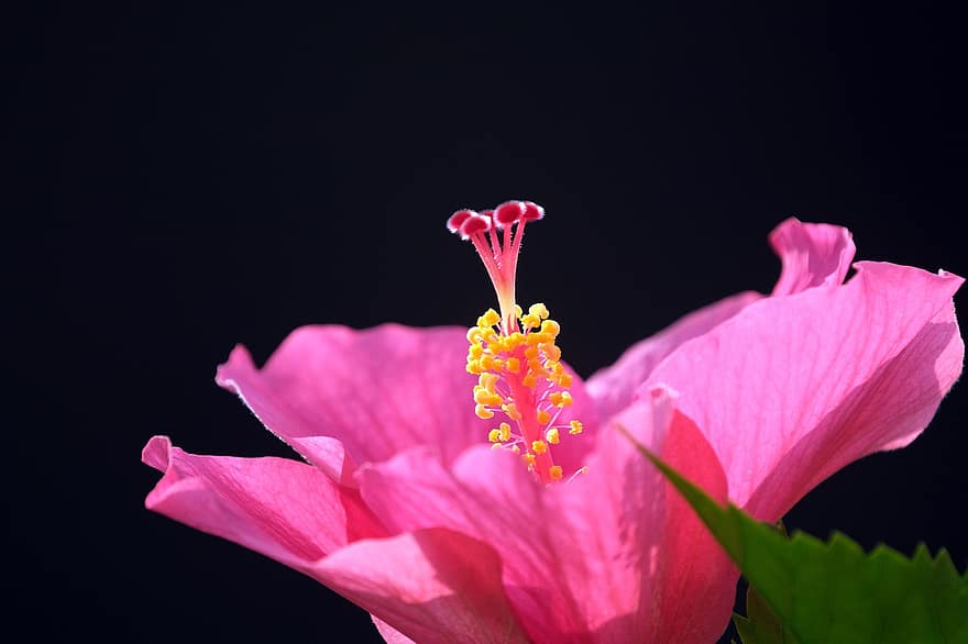 hibiscus, floare, plantă, floare roz, petale, pistil, a inflori, întuneric