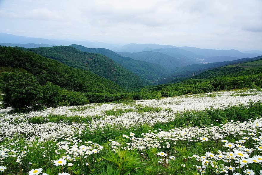 shasta daisy, núi, mùa hè, Thiên nhiên, bông hoa, màu xanh lá, cối xay gió, phong cảnh, những bông hoa, bầu trời, đám mây