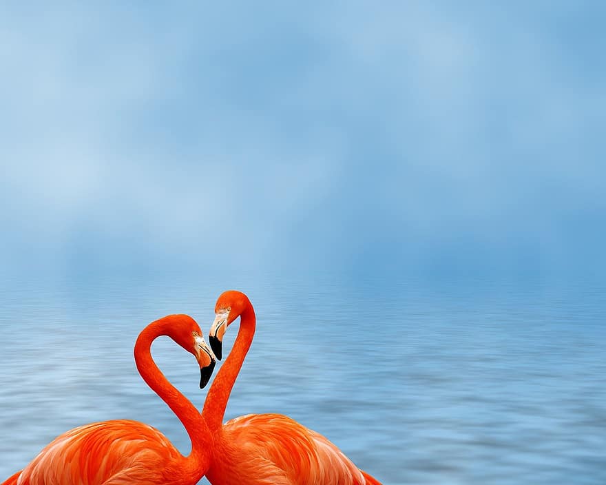 Flamenco, Bird, Sea, Animals, Ocean, Copy Space, Greeting Card, blue, backgrounds, water, multi colored