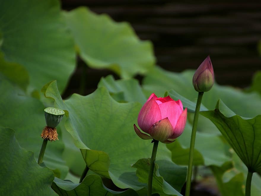 Lotus, Flower, Plant, Pink Flower, Pink Petals, Petals, Bloom, Blossom, Seed Pod, Lotus Bud, Aquatic Plant