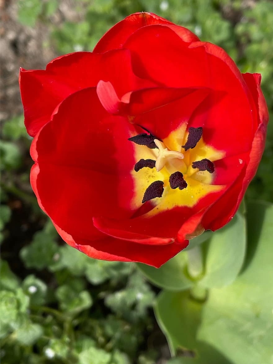 tulipani, fiore, pianta, fiore rosso, petali, fioritura, flora, giardino, primavera, natura, avvicinamento