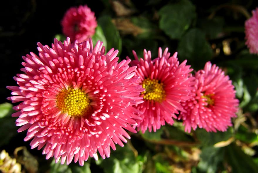 Bellis, Daisies, Pink, Flowers, Petals, Pink Flowers, Pink Petals, Bloom, Blossom, Flora, Floriculture