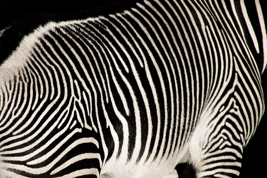 gyvūnas, zebras, arklinių šeimos gyvūnai, žinduolių, rūšis