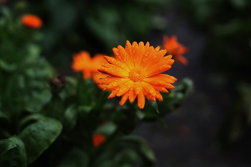 花、露、オレンジ色の花、オレンジ色の花びら、咲く、フローラ、花卉、園芸、植物学、植物、自然