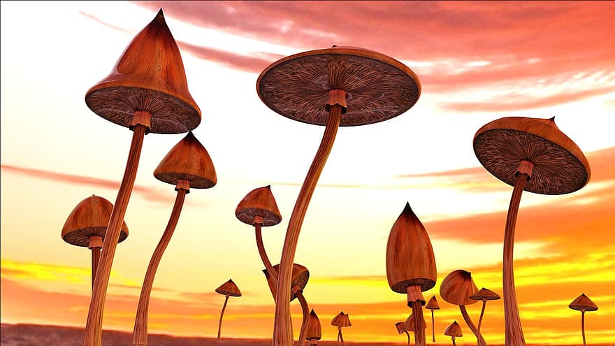 Mushrooms, Psilocybe, Psychedelic, Art, Background, Sky, Dramatic, Sunset, Sunrise, Colors, Lsd