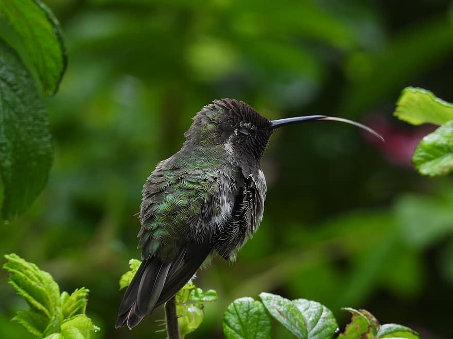 Ruby Trotted, kolibri, laukinės gamtos, mažas