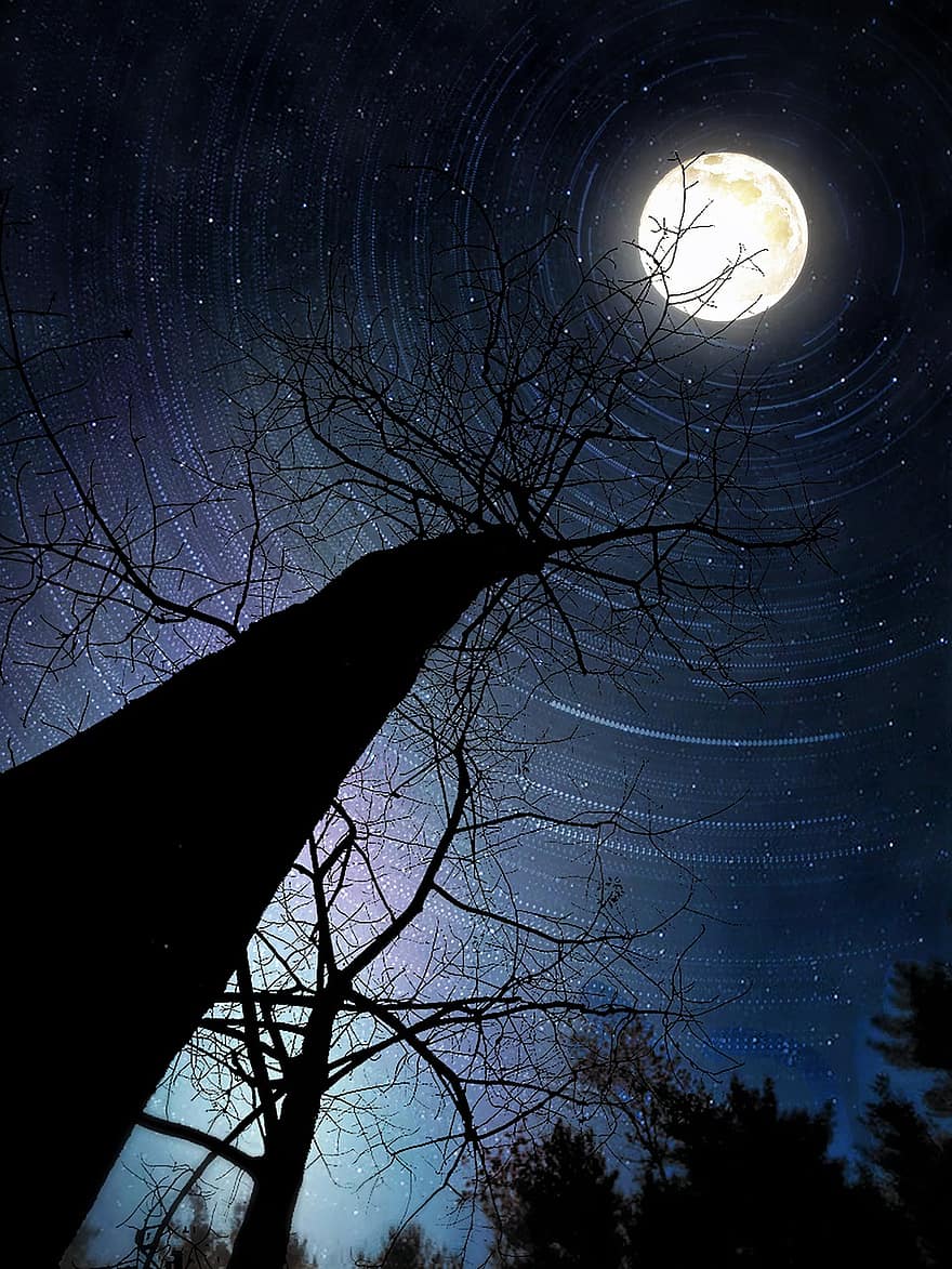 árvore, natureza, lua, noite, céu estrelado, céu